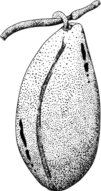 Dessin à La Main Purple Akebia Quinatafruit D'akebi Gravé Isolé Vigne Japonaise Exotique De Baies Hocolate