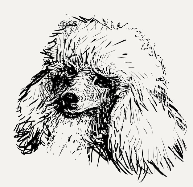 Dessin à la main d'une tête de caniche blanc mignon