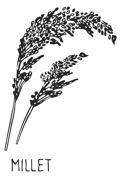 Dessin de millet Oreille de récolte de céréales Plante agricole isolée sur fond blanc