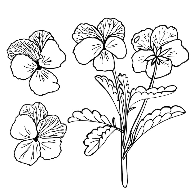 Dessin monochrome de fleurs de pensée