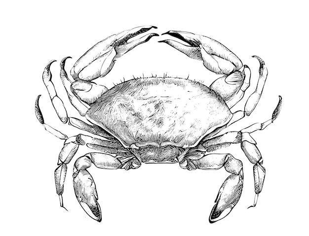 Vecteur dessin noir et blanc d'un crabe