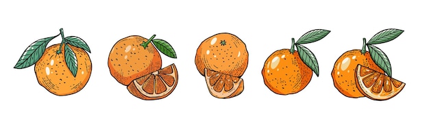 Un dessin d'oranges avec une qui a une tige verte.