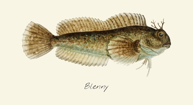 Dessin D'un Poisson Blenny