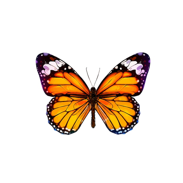 dessin réaliste de vecteur de beau papillon, papillon monarque, papillon de nuit
