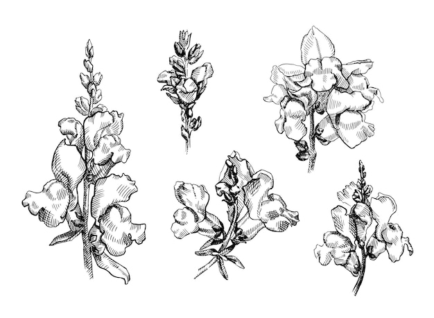 Vecteur dessin de snap dragon snapdragon plante avec fleurs et feuilles antirrhinum ensemble de fleurs