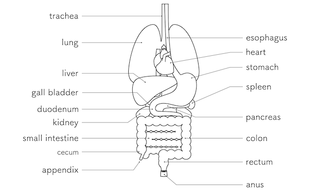 Vecteur dessin structurel du corps humain illustration des organes internes des organes dessin en ligne seulement