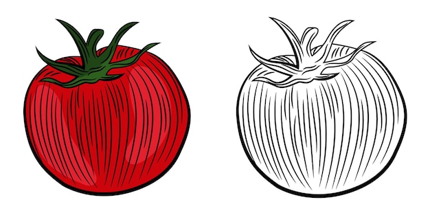 Vecteur un dessin d'une tomate et d'une tomate.