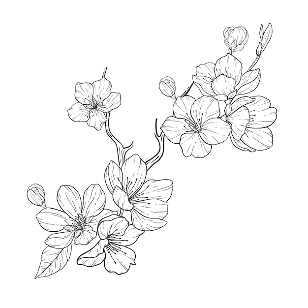 Dessin Trait Floral Illustration Contour Fleur Sakura Dessin Trait Botanique Dessin