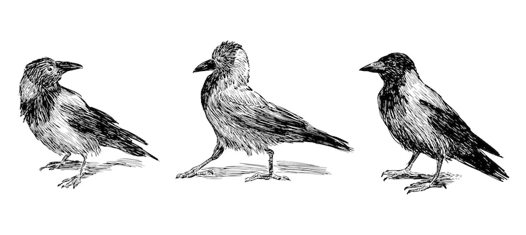 Vecteur dessin de trois corbeaux de la ville oiseaux debout et à pied illustration vectorielle réaliste de dessin à la main