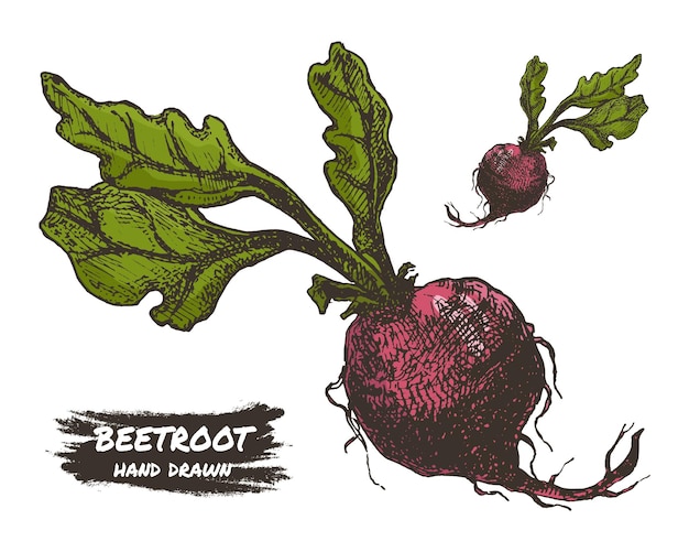 Dessin Vectoriel De Betterave Rouge Objet Isolé Dessiné à La Main Illustration De Style Gravé De Légumes Croquis Détaillé De Nourriture Végétarienne Produit Du Marché Agricole