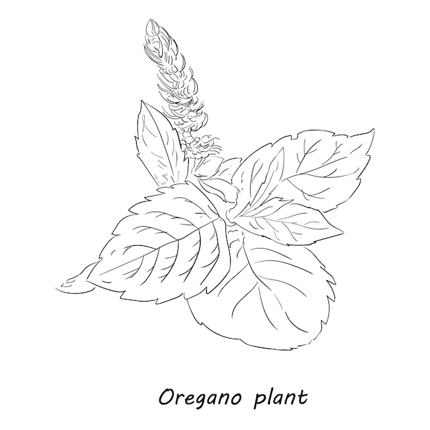 Dessin vectoriel dessiné à la main de la plante d'origan