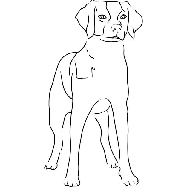 Dessin Vectoriel Esquissé à La Main De Chien épagneul Breton