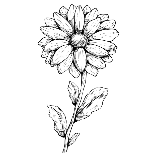 Dessin Vectoriel De Fleur De Tournesol Illustration Dessinée à La Main Isolée Sur Fond Blanc