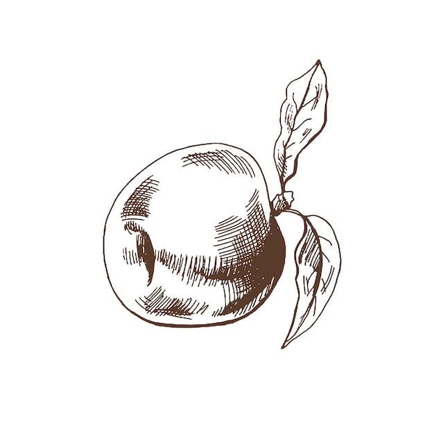 Vecteur dessin vectoriel à la main d'une pomme isolée sur fond blanc