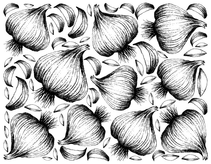 Vecteur dessiné à la main de l'ail sur fond blanc