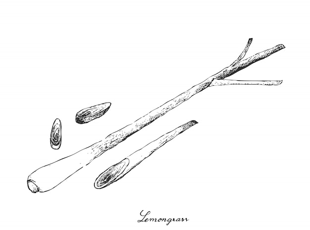 Dessiné à La Main De Citronnelle Sur Fond Blanc