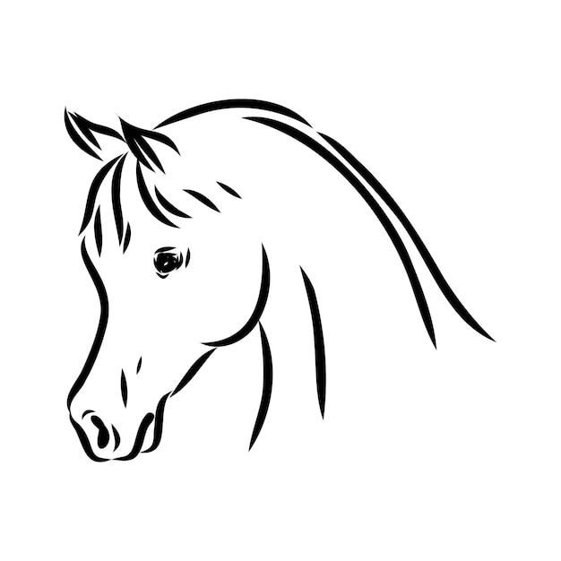 Dessiné à La Main D'un Croquis De Cheval Arabe Avec Un Stylo Au Format Vectoriel Eps