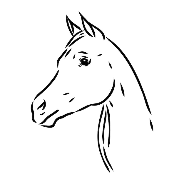 Dessiné à La Main D'un Croquis De Cheval Arabe Avec Un Stylo Au Format Vectoriel Eps