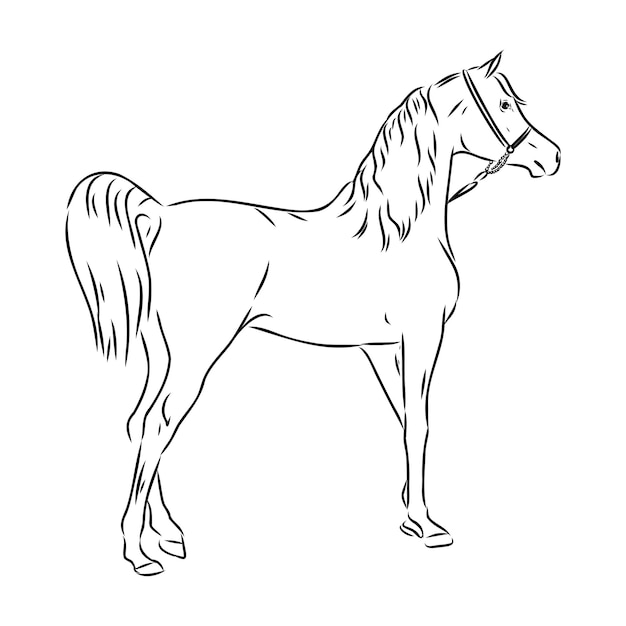 Vecteur dessiné à la main d'un croquis de cheval arabe avec un stylo au format vectoriel eps