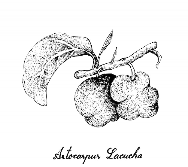 Dessiné à la main de Fruits Artocarpus Lacucha frais