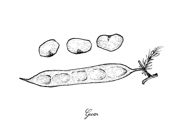 Vecteur dessiné à la main de haricots verts ou de guar frais