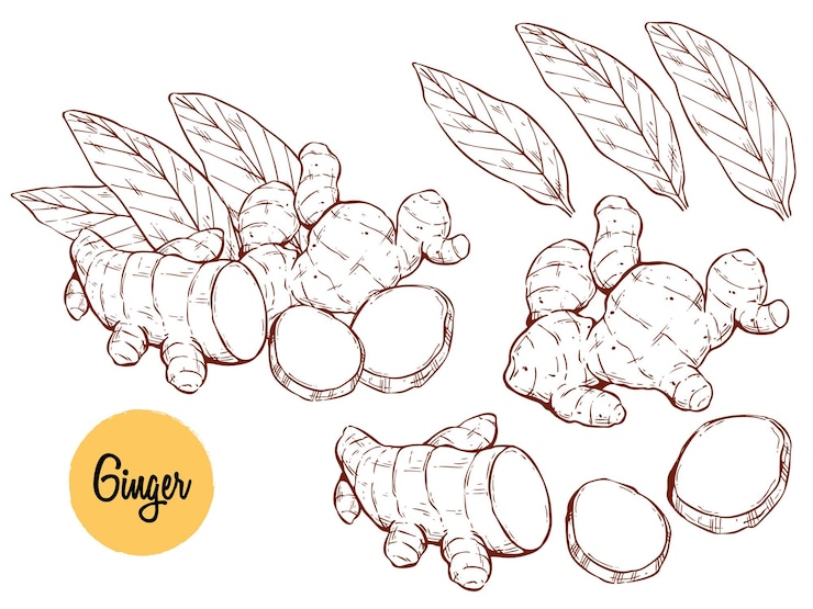 Vecteur dessiné à la main d'une illustration vectorielle de racine de gingembre. croquis de morceaux et de feuilles de gingembre