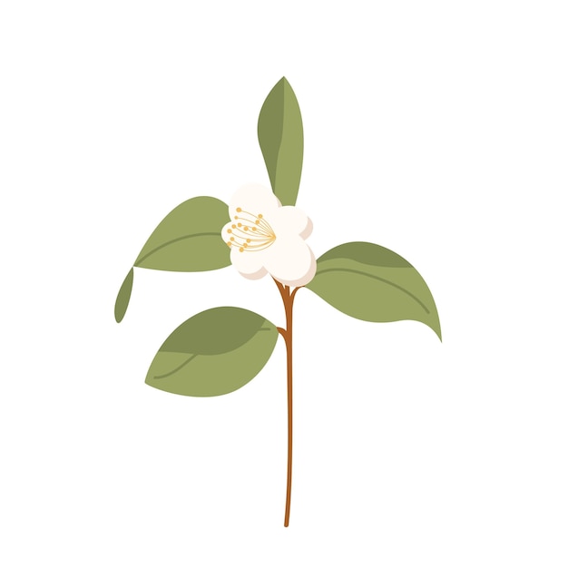 Dessiné à la main par Camellia sinensis Branche de thé vert Fleur chinoise avec pétales Illustration de fleur de dessin animé isolée sur fond blanc