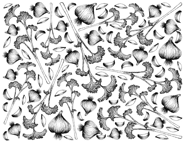 Vecteur dessiné à la main de persil frais et ail