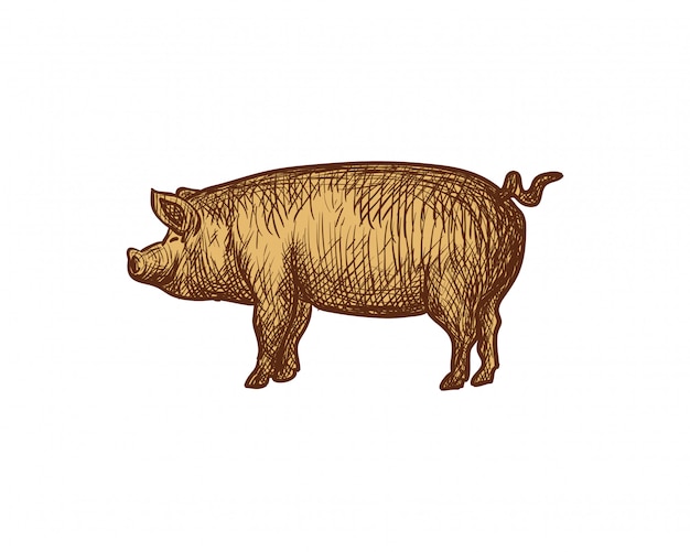 Dessiné de main de porc pour le logo de symbole de BBQ Vector
