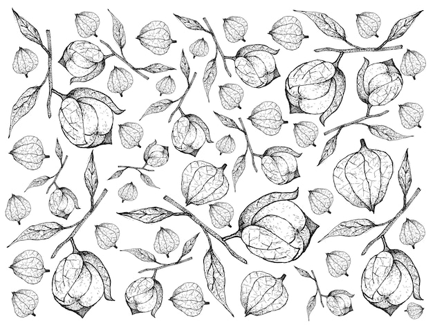 Dessiné à La Main De Tomatillos Fruitbackground