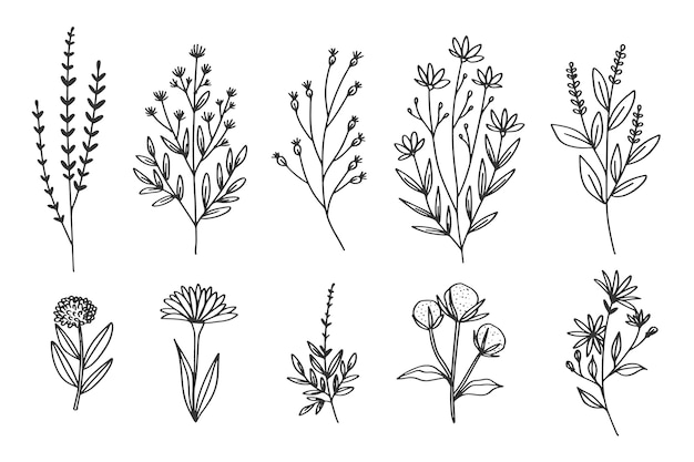 Dessiner à la main avec collection d'herbes et de fleurs