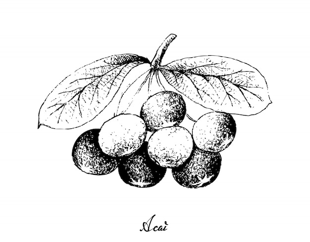 Dessinés à la main de baies d'açai sur fond blanc