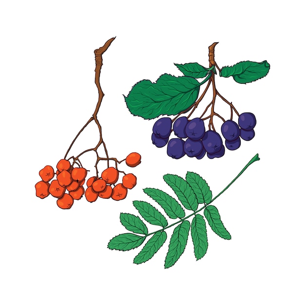 Dessinés à La Main Baies Et Feuilles De Rowan Et D'aronia