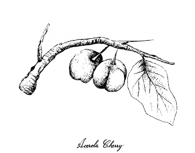 Dessinés à La Main De Cerises Acérola Sur Fond Blanc