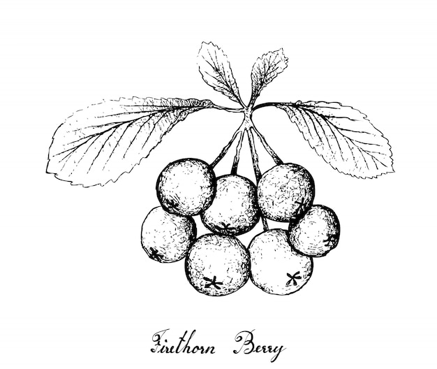 Vecteur dessinés à la main de fruits de baies de firethorn sur fond blanc