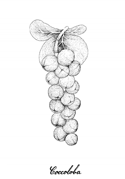 Dessinés à La Main De Fruits De Coccoloba Uvifera Ou Seagrape