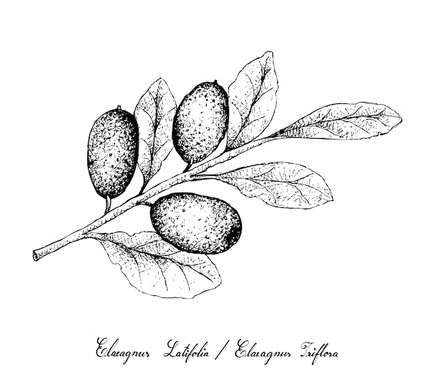 Dessinés à La Main De Fruits Elaeagnus Ebbingei Sur Fond Blanc