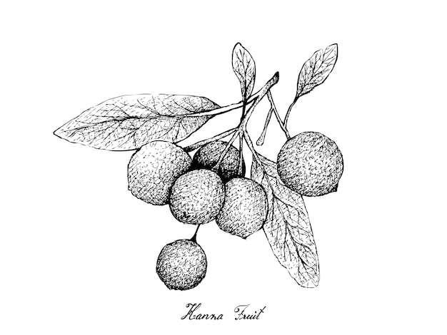 Dessinés à La Main De Fruits Hanza Sur Blanc