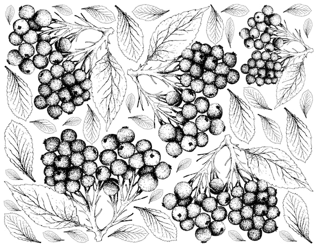 Dessinés à La Main De Fruits De Sureau Sur Fond Blanc