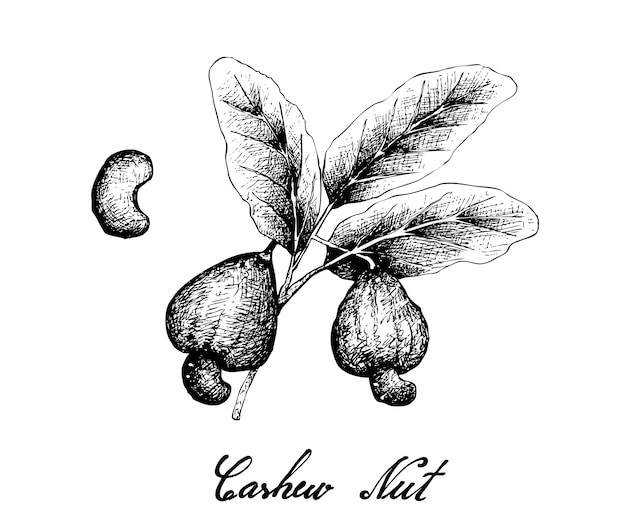 Vecteur dessinés à la main de noix de cajou fraîches sur une plante