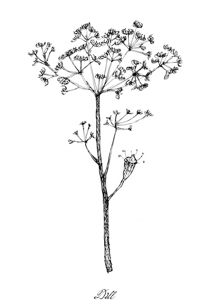 Dessinés à La Main De Plantes à L'aneth Sur Fond Blanc