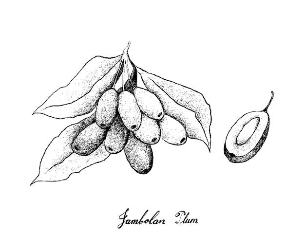 Vecteur dessinés à la main de prunes jambolan sur fond blanc