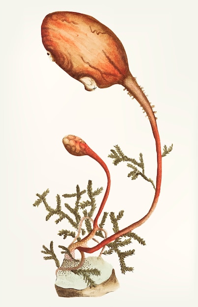 Vecteur dessinés à la main de la tulipe de la mer