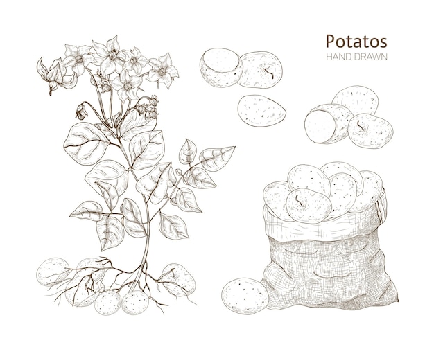 Dessins Botaniques Monochromes élégants De Plante De Pomme De Terre Avec Des Fleurs, Des Tubercules Et Des Légumes Dans Un Sac. Culture Comestible Dessinée à La Main Avec Des Lignes De Contour Sur Fond Blanc. Illustration Vectorielle Dans Le Style De Gravure