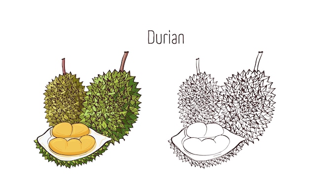 Dessins Colorés Et Contours En Couleurs Monochromes De Durian Isolé