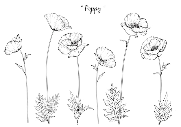 Vecteur dessins de feuilles de pavot et de fleurs.