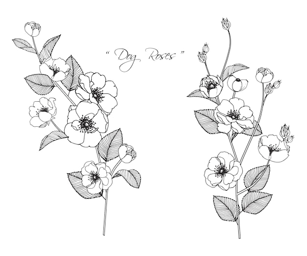 Dessins De Fleurs De Chien Rose