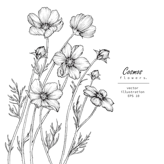 Dessins De Fleurs De Cosmos