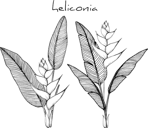 Dessins De Fleurs D'héliconia