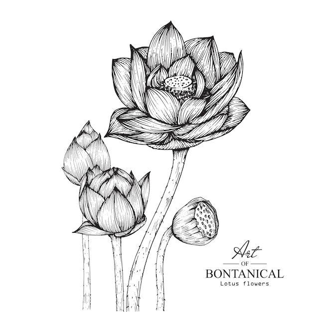 Dessins De Fleurs De Lotus.